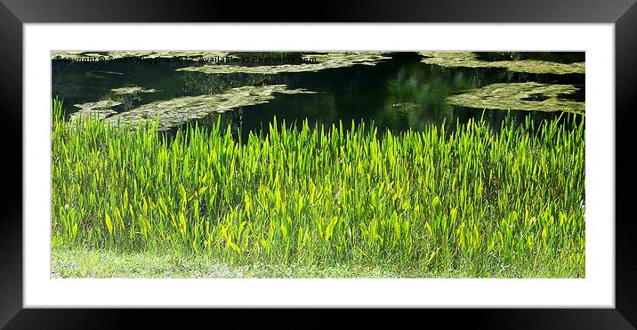Green Untouched Glades Framed Mounted Print by Susan Medeiros