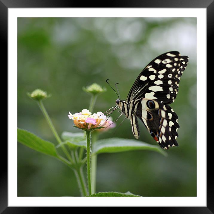 Feeding Swallowtail Framed Mounted Print by Steve Frazer