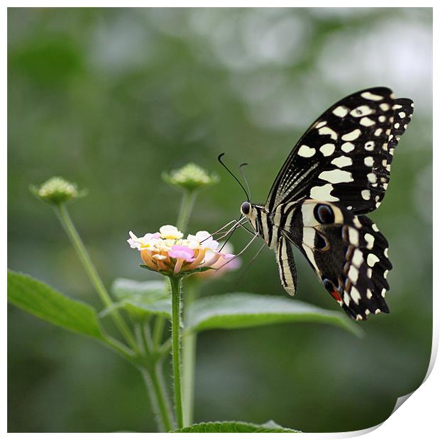 Feeding Swallowtail Print by Steve Frazer