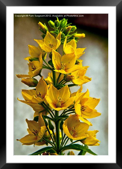 Yellow Loosestrife Flowers Framed Mounted Print by Pam Sargeant