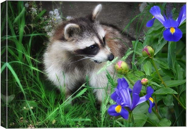  Animal   Raccoon and Flowers Canvas Print by Elaine Manley
