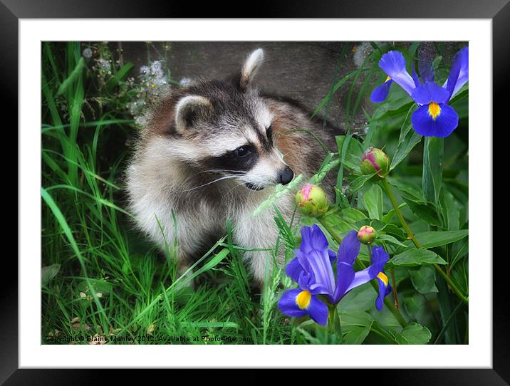  Animal   Raccoon and Flowers Framed Mounted Print by Elaine Manley
