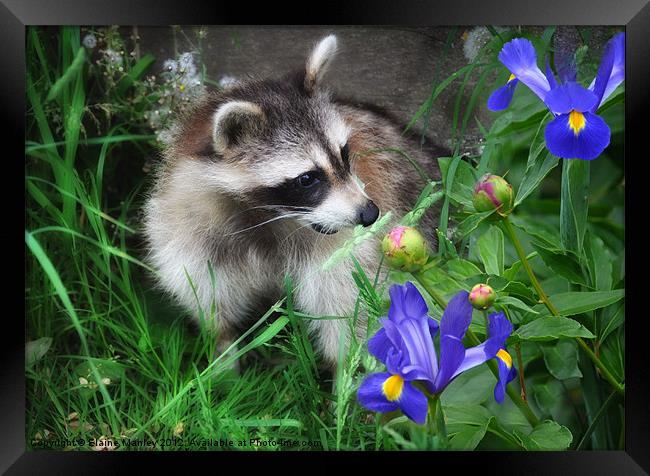 Animal   Raccoon and Flowers Framed Print by Elaine Manley