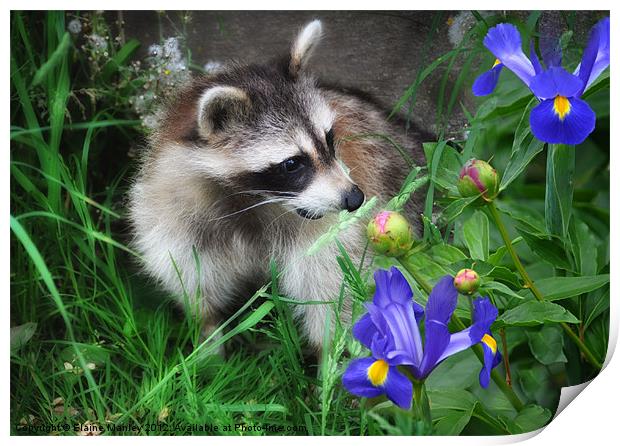  Animal   Raccoon and Flowers Print by Elaine Manley