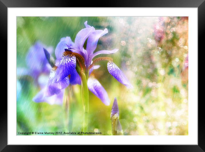 Summer Iris.... Flower Framed Mounted Print by Elaine Manley