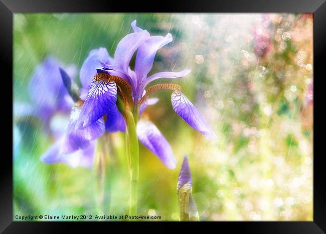 Summer Iris.... Flower Framed Print by Elaine Manley