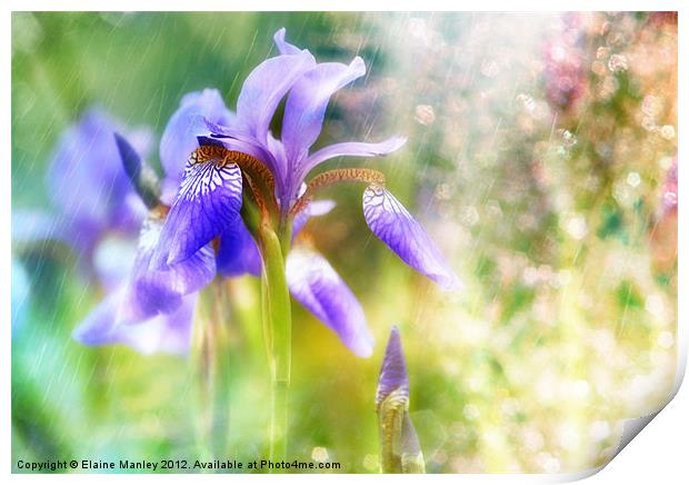 Summer Iris.... Flower Print by Elaine Manley
