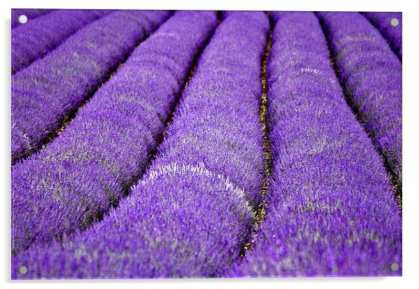 Lavender Field Acrylic by Dawn Cox