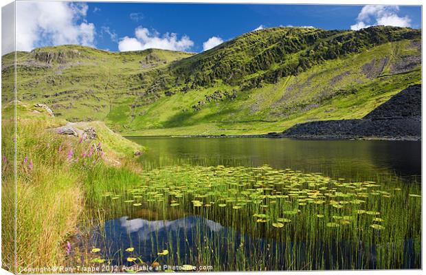 Cwmorthin lily leaves Canvas Print by Rory Trappe