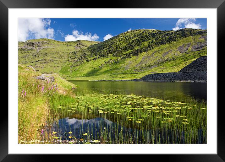 Cwmorthin lily leaves Framed Mounted Print by Rory Trappe