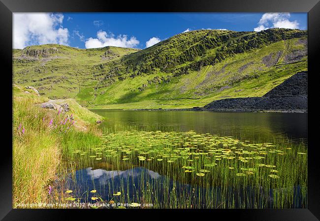 Cwmorthin lily leaves Framed Print by Rory Trappe