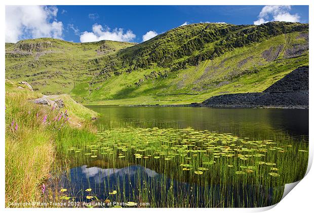 Cwmorthin lily leaves Print by Rory Trappe