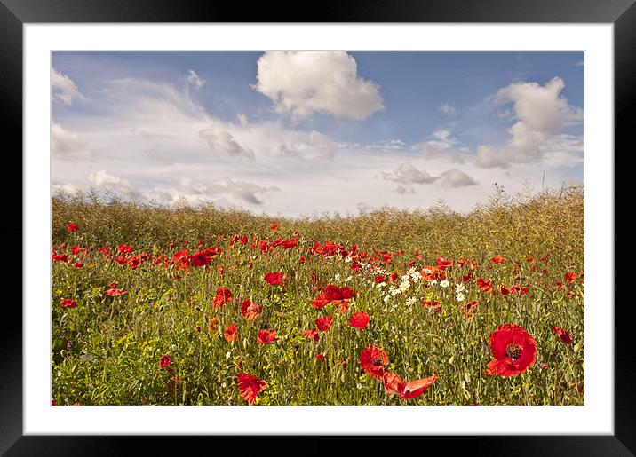 Poppy field, Eynsford, Kent Framed Mounted Print by Dawn Cox