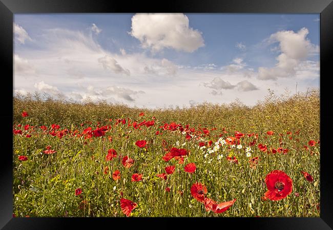 Poppy field, Eynsford, Kent Framed Print by Dawn Cox