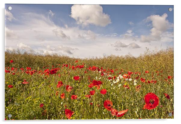 Poppy field, Eynsford, Kent Acrylic by Dawn Cox