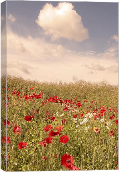 Poppy field, Eynsford, Kent Canvas Print by Dawn Cox