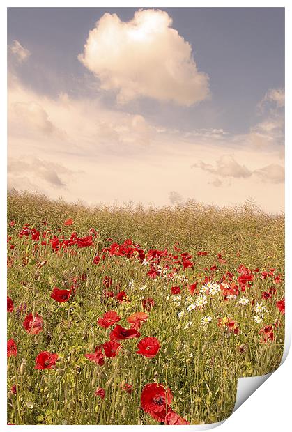 Poppy field, Eynsford, Kent Print by Dawn Cox