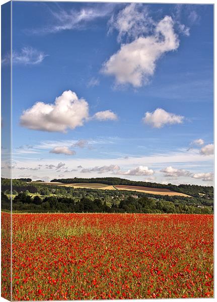 Eynsford Poppy Field Canvas Print by Dawn Cox