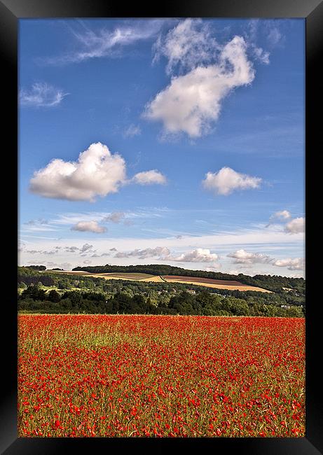 Eynsford Poppy Field Framed Print by Dawn Cox
