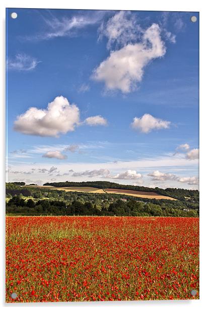Eynsford Poppy Field Acrylic by Dawn Cox