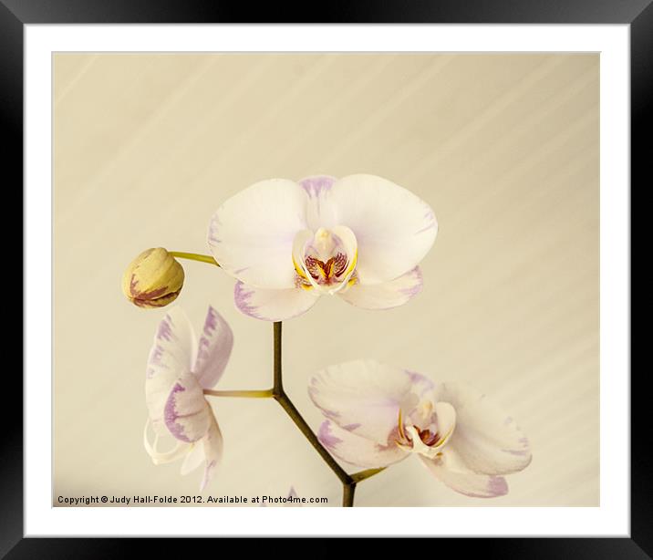 Soft and Subtle Framed Mounted Print by Judy Hall-Folde