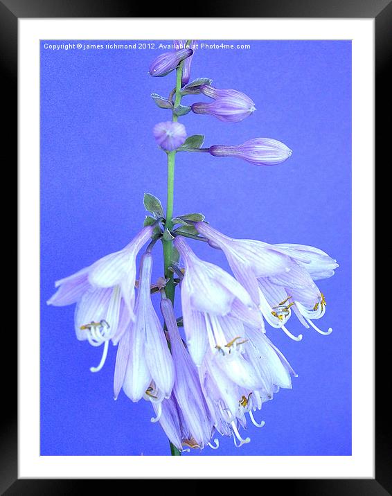 Plantain Lily - Hosta Framed Mounted Print by james richmond