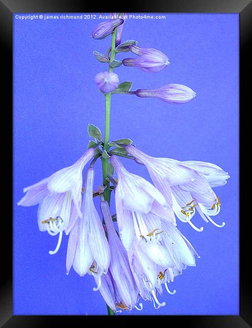 Plantain Lily - Hosta Framed Print by james richmond