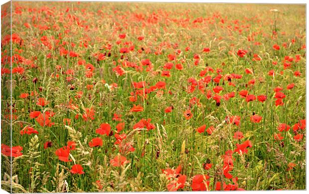 Field of Poppies Canvas Print by Jon Short