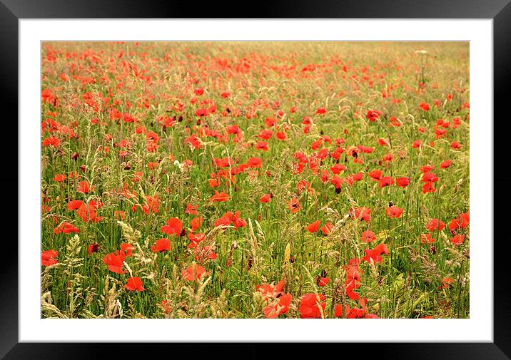 Field of Poppies Framed Mounted Print by Jon Short