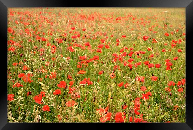 Field of Poppies Framed Print by Jon Short