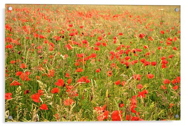 Field of Poppies Acrylic by Jon Short