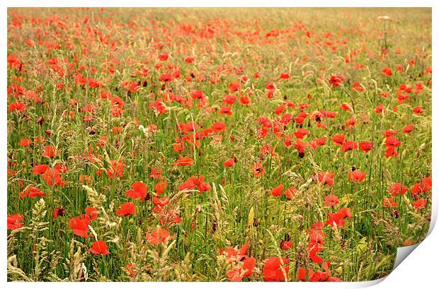 Field of Poppies Print by Jon Short