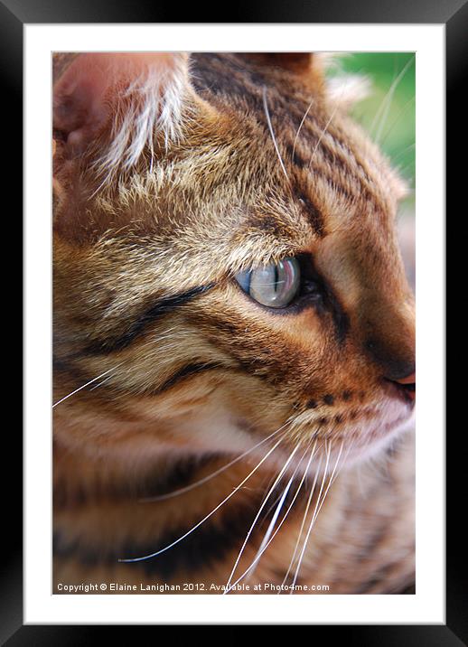 Cats-eye! Framed Mounted Print by Elaine Lanighan