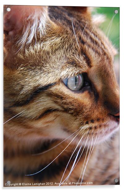 Cats-eye! Acrylic by Elaine Lanighan