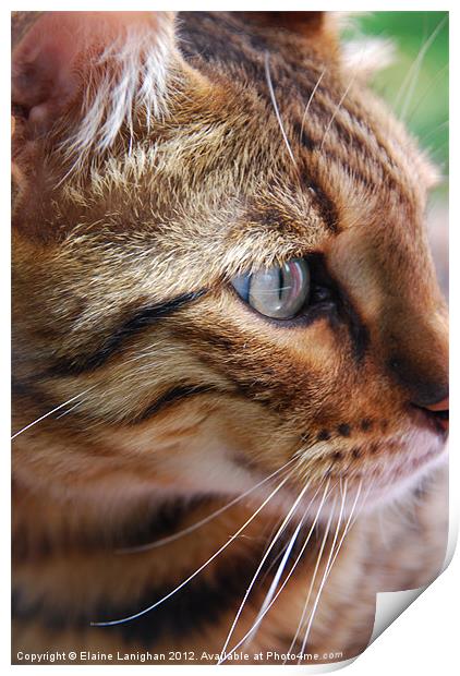 Cats-eye! Print by Elaine Lanighan