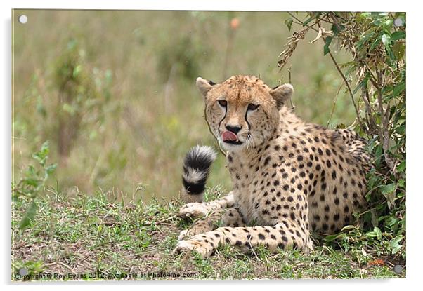 Cheetah keeps watch Acrylic by Roy Evans