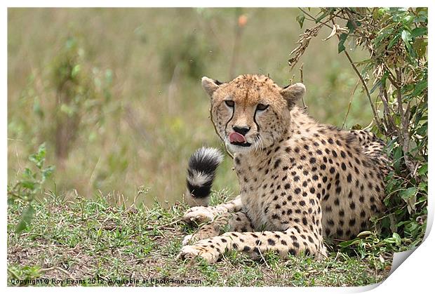 Cheetah keeps watch Print by Roy Evans