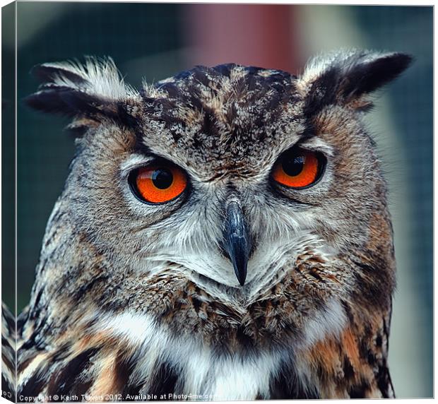 Eurasian Eagle Owl Canvases and Prints Canvas Print by Keith Towers Canvases & Prints