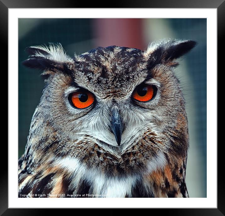 Eurasian Eagle Owl Canvases and Prints Framed Mounted Print by Keith Towers Canvases & Prints