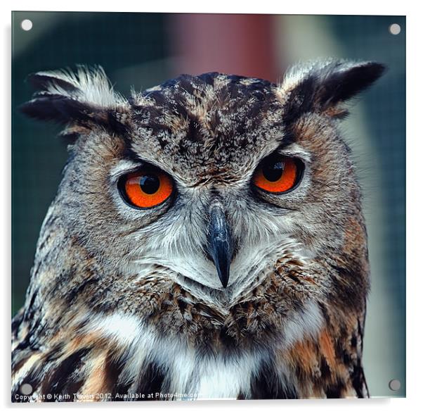 Eurasian Eagle Owl Canvases and Prints Acrylic by Keith Towers Canvases & Prints
