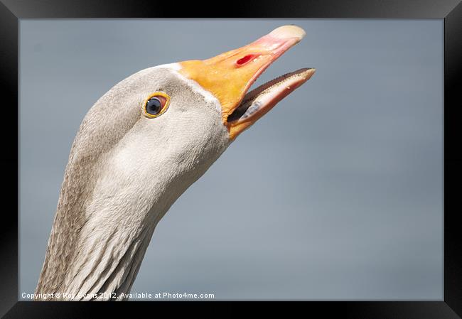 Goose on the loose Framed Print by Roy Evans