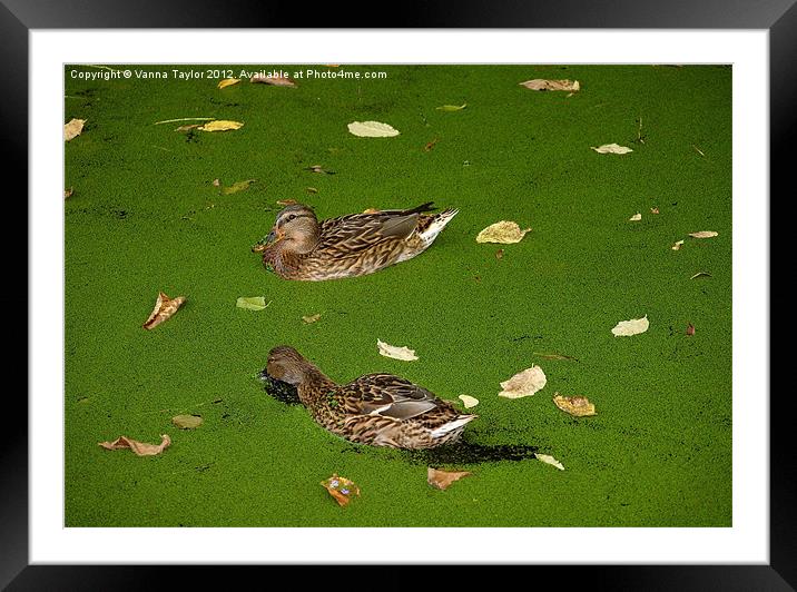 Ducks on Cromford Canal, Derbyshire Framed Mounted Print by Vanna Taylor