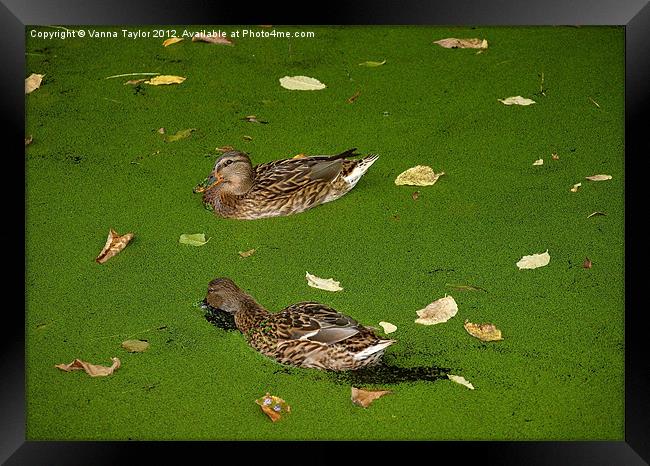 Ducks on Cromford Canal, Derbyshire Framed Print by Vanna Taylor
