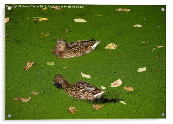 Ducks on Cromford Canal, Derbyshire Acrylic by Vanna Taylor