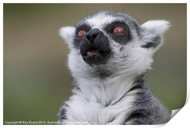 Lemur gazing Print by Roy Evans