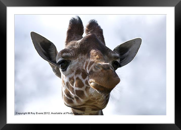 Giraffe Portrait Framed Mounted Print by Roy Evans