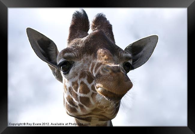 Giraffe Portrait Framed Print by Roy Evans