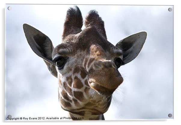 Giraffe Portrait Acrylic by Roy Evans