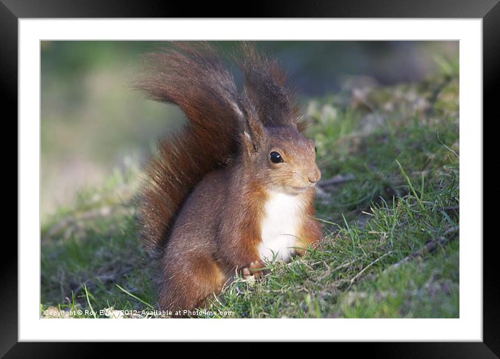 Red squirrel Framed Mounted Print by Roy Evans