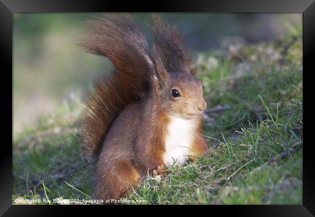 Red squirrel Framed Print by Roy Evans